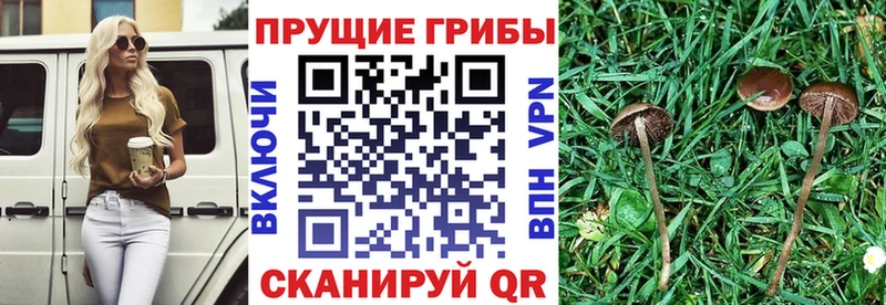 гидра ССЫЛКА  Кашин  Галлюциногенные грибы GOLDEN TEACHER 